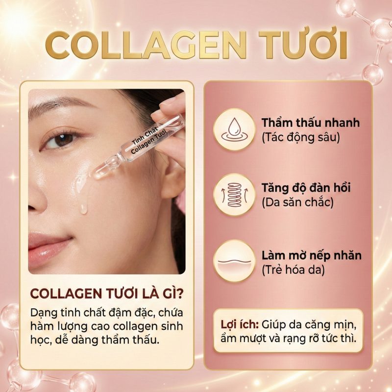 Cấy Collagen Tươi Là Gì? Giải Thích Toàn Diện Từ A–Z (Cập Nhật 2026) Collagen tươi là gì