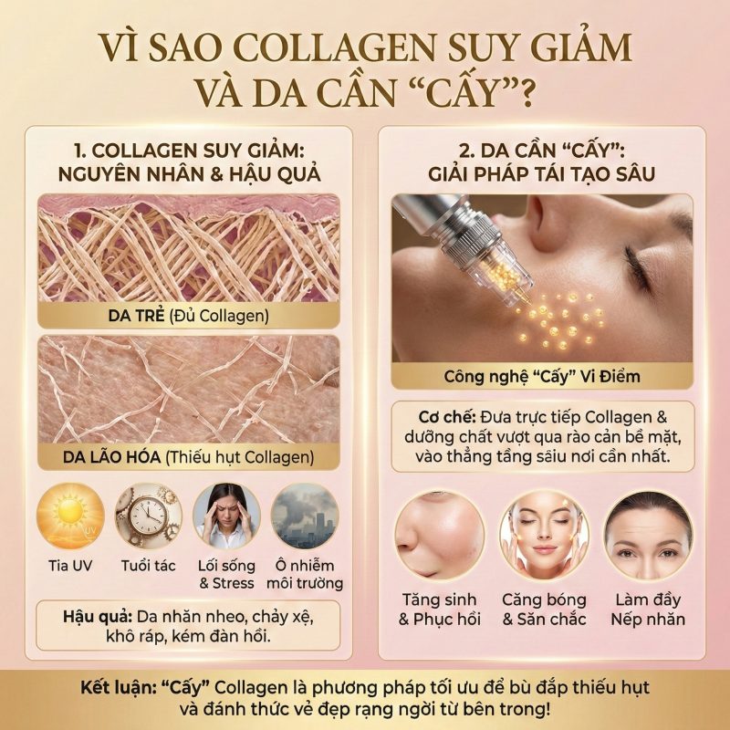 Cấy Collagen Tươi Là Gì? Giải Thích Toàn Diện Từ A–Z (Cập Nhật 2026) Vì sao collagen suy giảm và da cần cấy