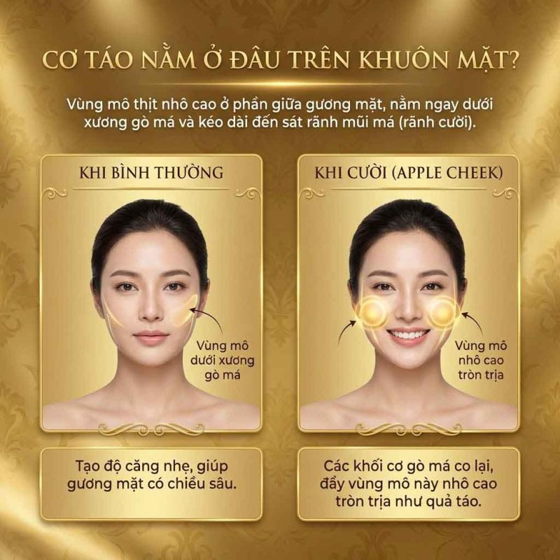 Nâng cơ táo là gì? Giải pháp trẻ hóa vùng má toàn diện Cơ táo nằm ở đâu trên khuôn mặt
